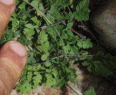 Cheilanthes deltoidea deltoidea
