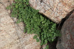 Cheilanthes deltoidea deltoidea