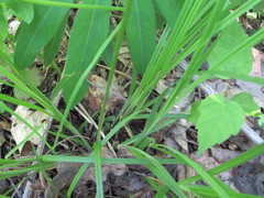 Carex pallescens
