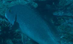 Plectorhinchus chubbi
