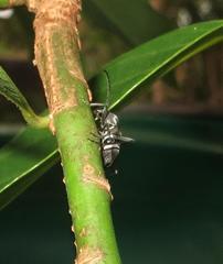 Plagionotulus westringii