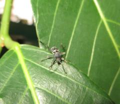 Plagionotulus westringii