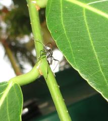 Plagionotulus westringii