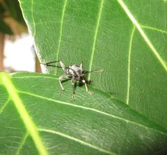 Plagionotulus westringii