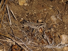 Melanoplus cinereus