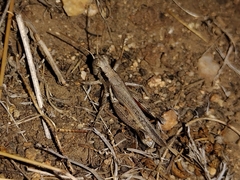 Melanoplus cinereus