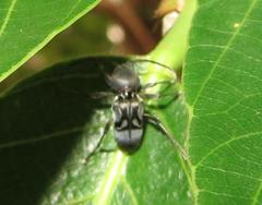 Plagionotulus westringii