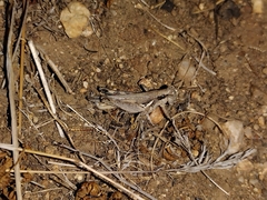 Melanoplus cinereus