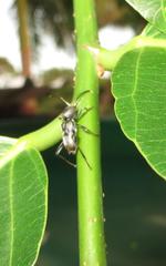 Plagionotulus westringii