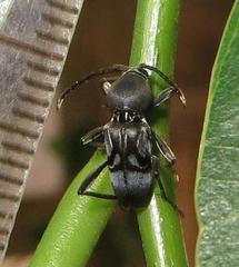 Plagionotulus westringii