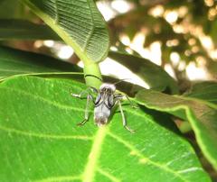 Plagionotulus westringii