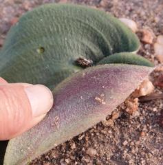 Eriospermum lanuginosum