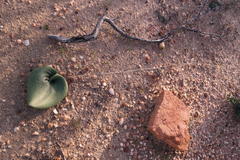 Eriospermum lanuginosum