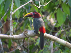 Pteroglossus viridis