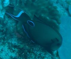 Acanthurus tennentii
