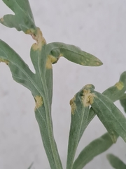 Puccinia chrysanthemi