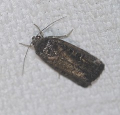Athetis striolata