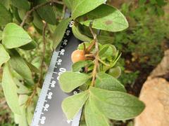 Diospyros lycioides lycioides