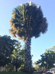 Corypha umbraculifera