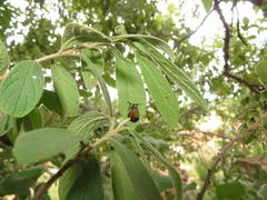 Diospyros lycioides lycioides