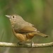 Rufous Shrikethrush - Photo (c) Tim, some rights reserved (CC BY), uploaded by Tim
