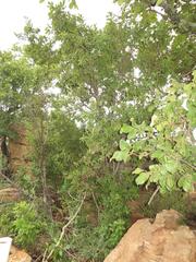 Diospyros lycioides lycioides
