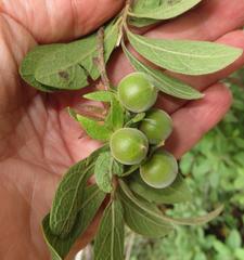 Diospyros lycioides lycioides
