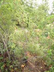 Diospyros lycioides lycioides