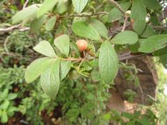 Diospyros lycioides lycioides