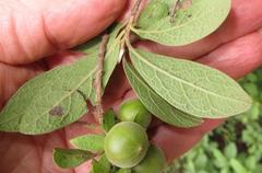 Diospyros lycioides lycioides