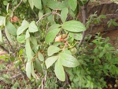 Diospyros lycioides lycioides