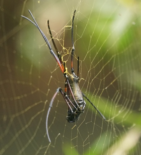 Giant Golden Orbweaver photo 4