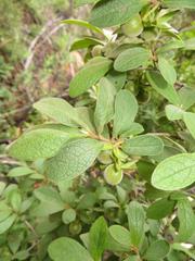 Diospyros lycioides lycioides