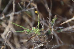 Pentzia