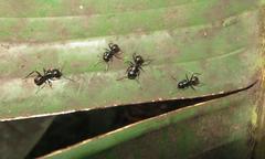 Camponotus brookei