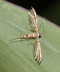 Cosmoclostis aglaodesma