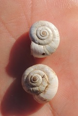 Xeropicta derbentina