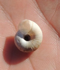 Xeropicta derbentina