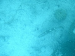 Halichoeres radiatus