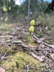Thelymitra flexuosa