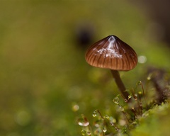 Mycena helminthobasis