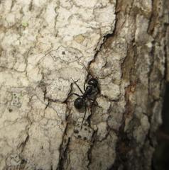 Camponotus brookei