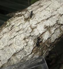 Camponotus brookei