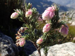 Erica glauca elegans