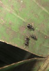 Camponotus brookei