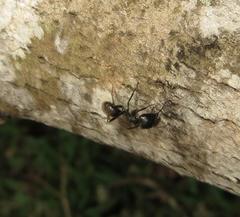 Camponotus brookei