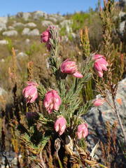 Erica glauca elegans