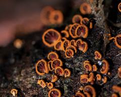 Anthracophyllum discolor