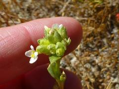 Sebaea minutiflora