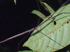 Diardia signata